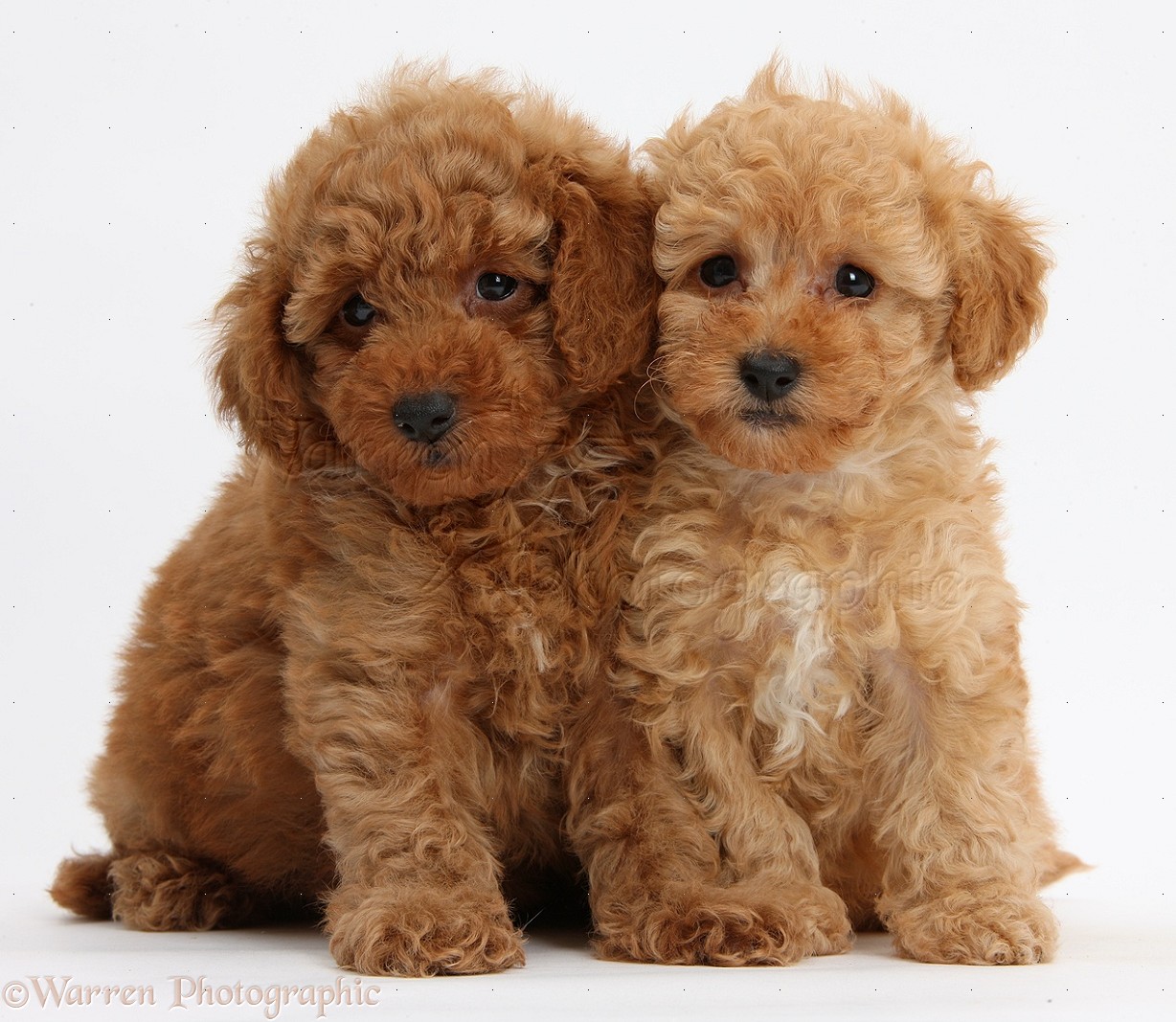 Dogs: Two cute red Toy Poodle puppies photo WP39329