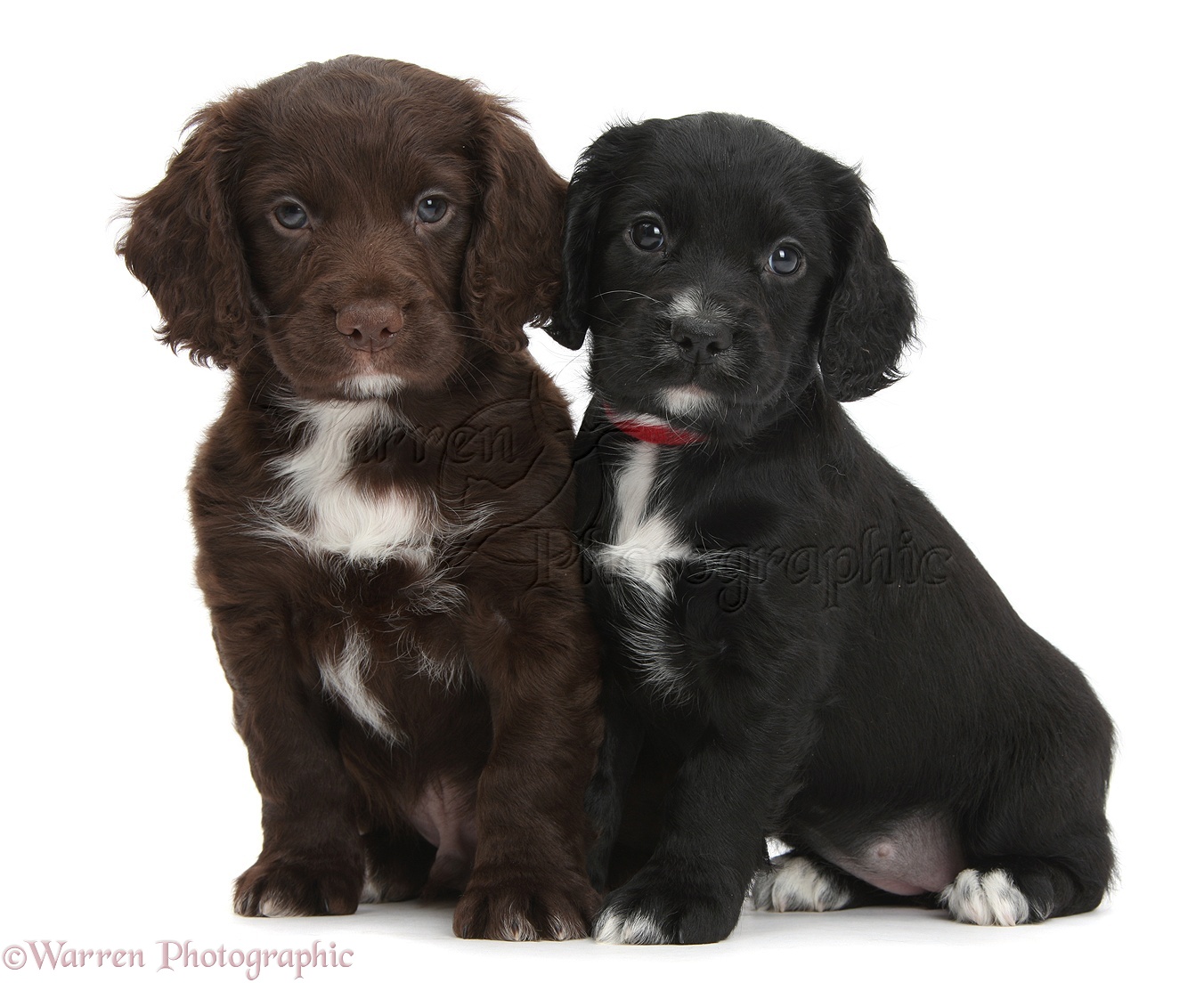 Dogs: Black and chocolate Cocker Spaniel puppies photo WP39370