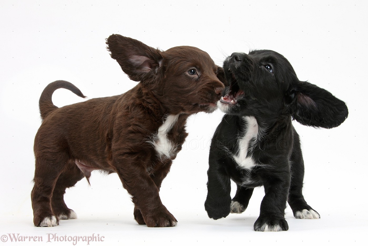 Dogs: Black and chocolate Cocker Spaniel puppies play-fighting photo WP39374