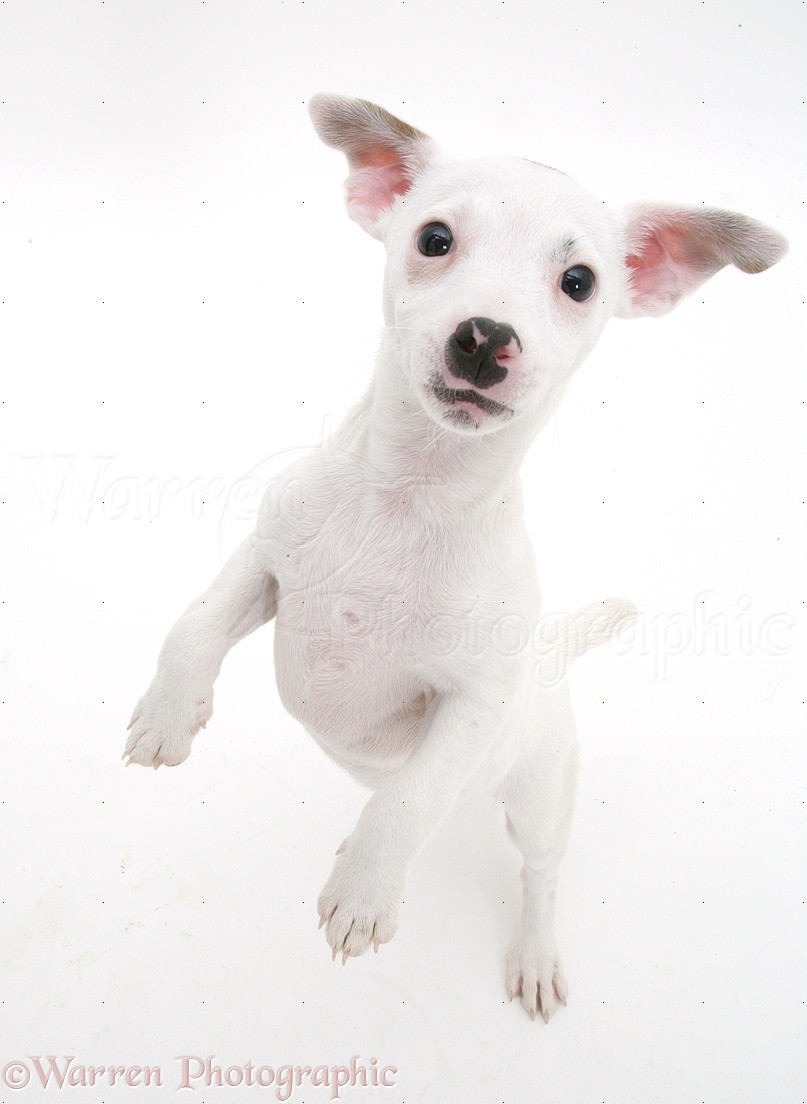 Dog: White Jack Russell Terrier puppy photo WP39817