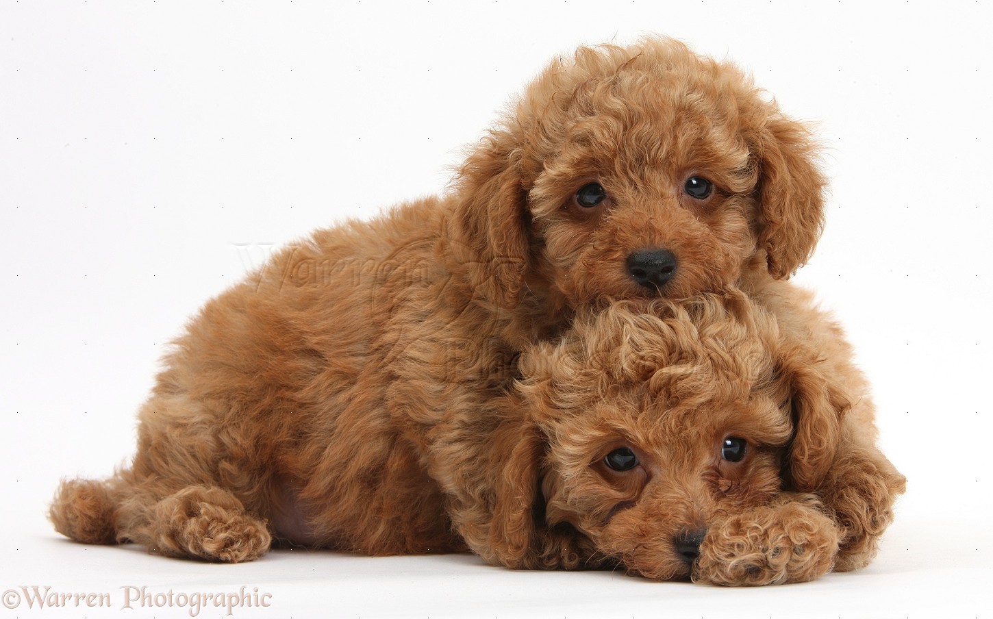 Dogs: Two cute red Toy Poodle puppies photo WP40607