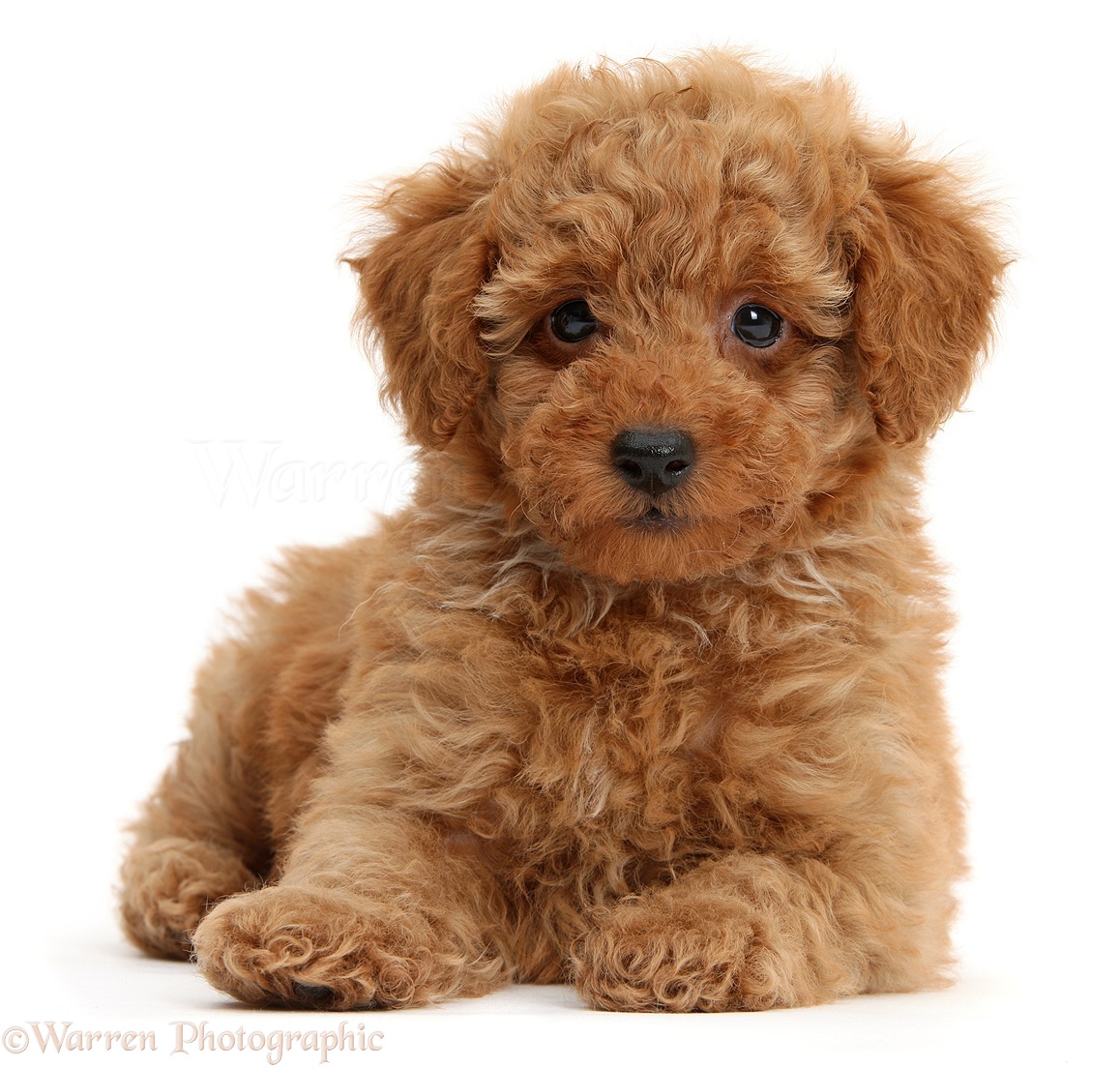 Dog: Cute red Toy Poodle puppy photo WP40748