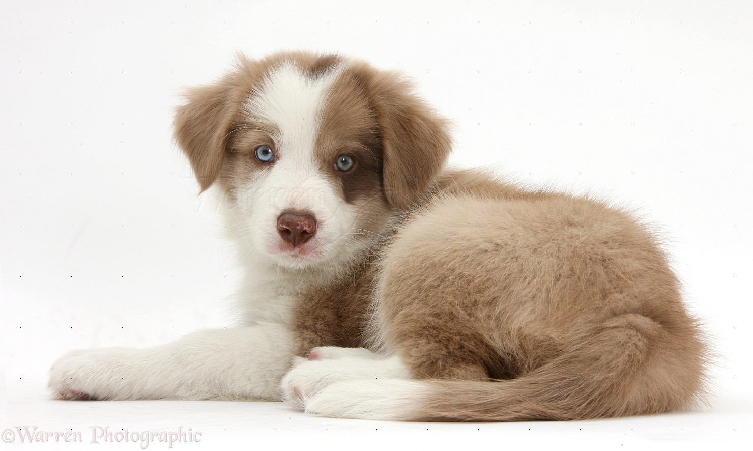 Dog: Cute lilac Border Collie puppy, 7 weeks old photo WP40792