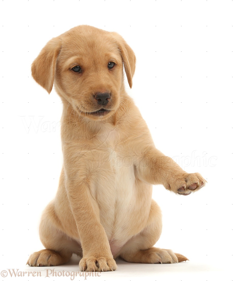 Dog: Cute Yellow Labrador puppy with raised paw photo WP41132