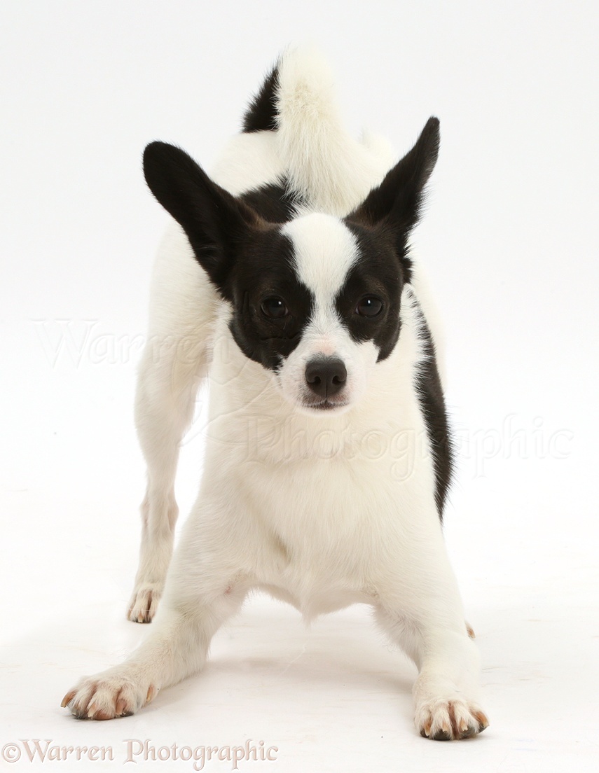 Dog: Papillon x Jack Russell in play-bow photo WP41778