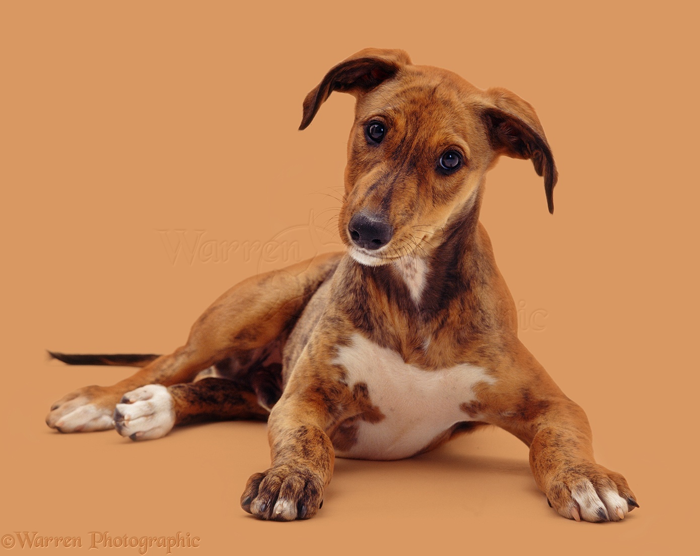 Dog: Brindle Lurcher pup photo WP42466