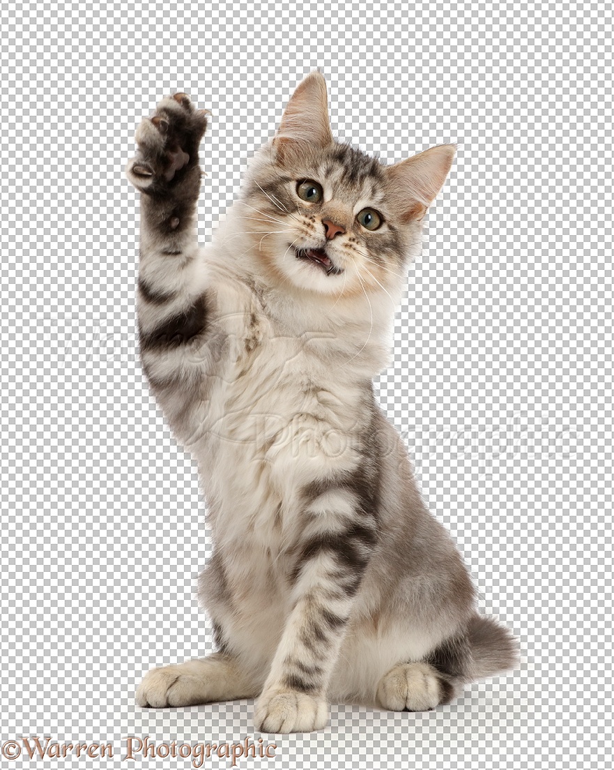 Silver tabby kitten with raised paw waving photo WP42480