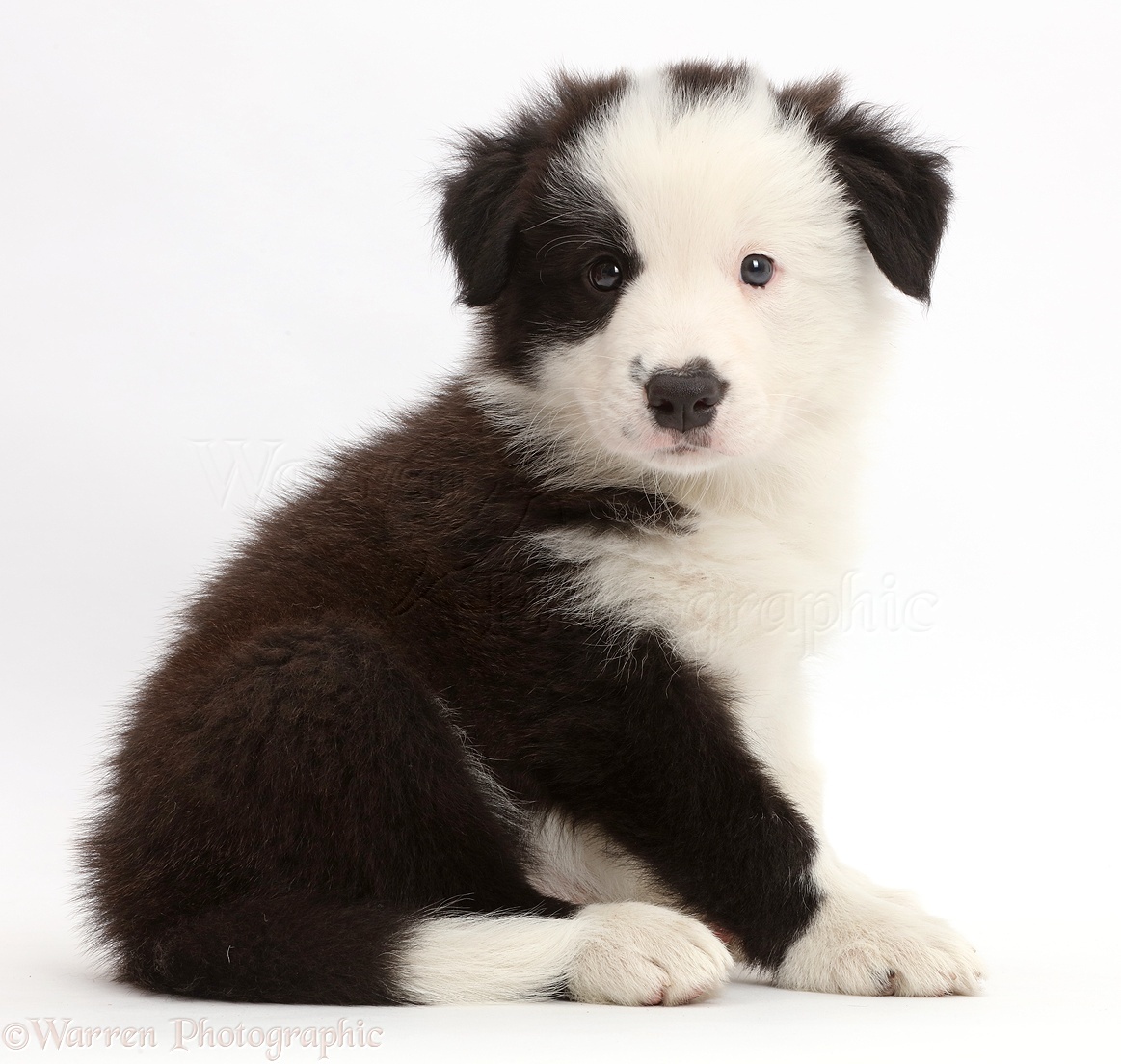 Dog: Black-and-white Border Collie puppy sitting photo WP43307