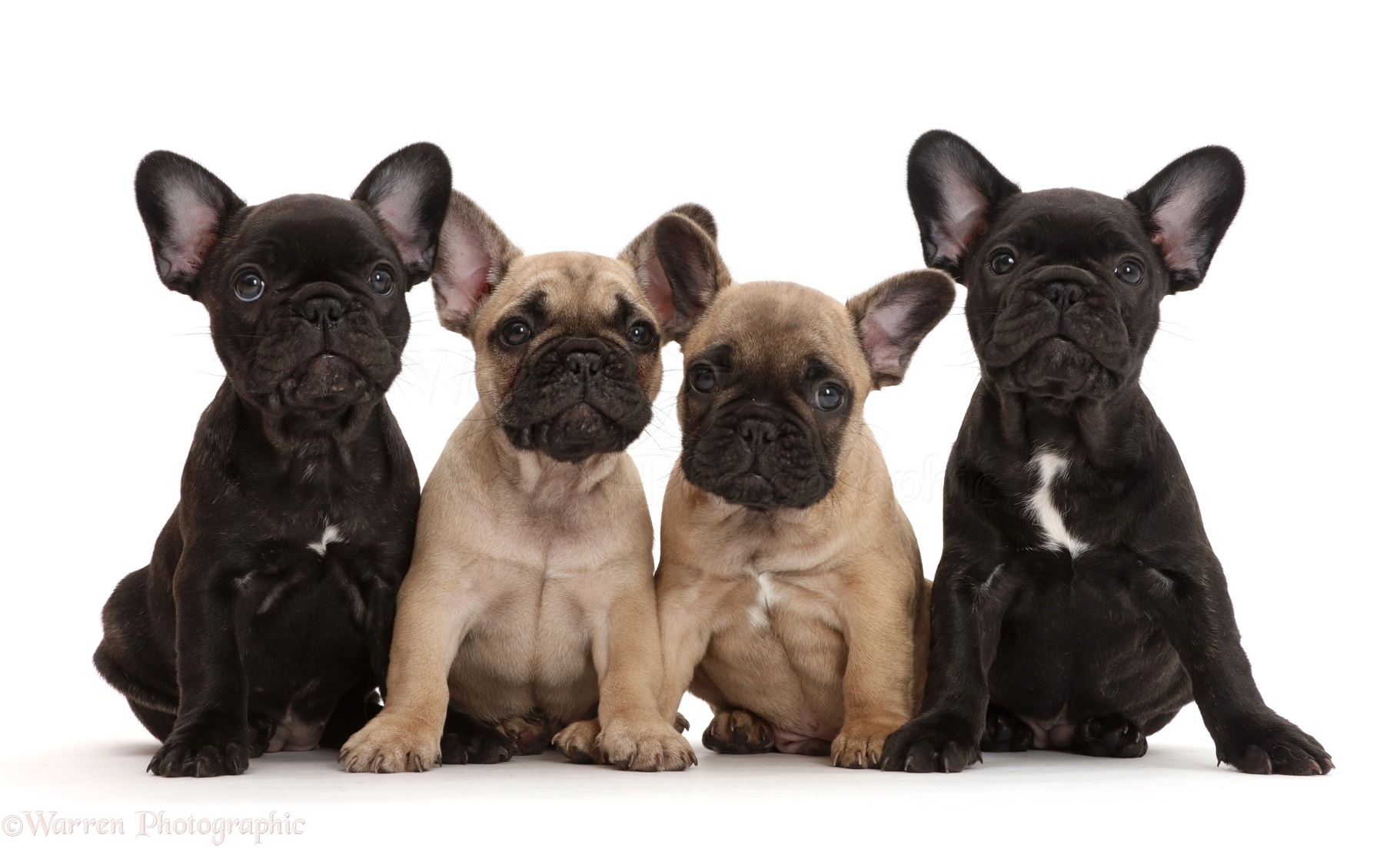 Four French Bulldog puppies, 7 weeks old photo WP43419
