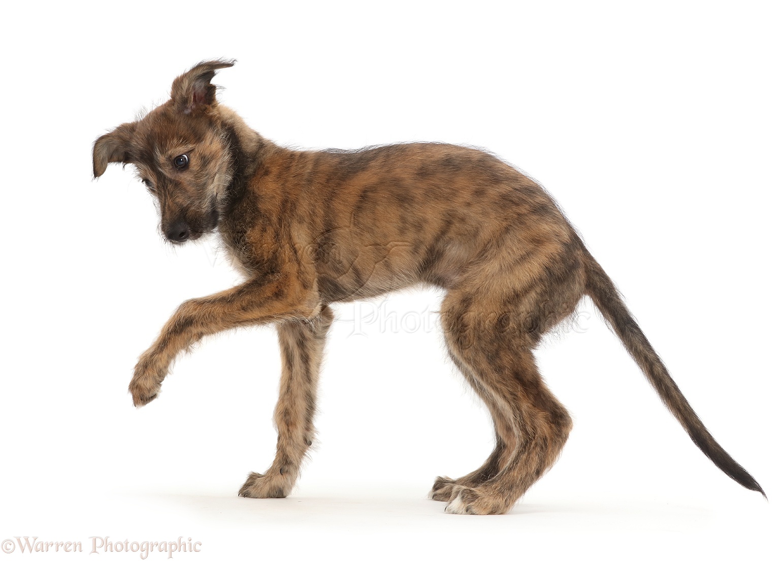 Brindle Lurcher dog puppy with raised paw photo WP43726