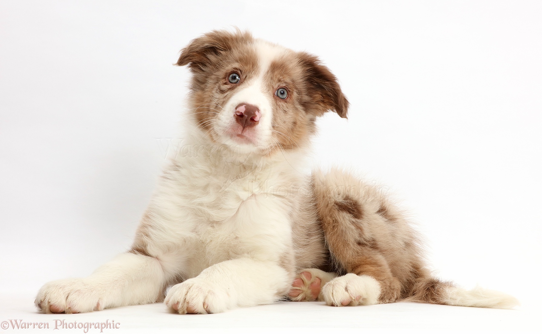 red merle collie puppies