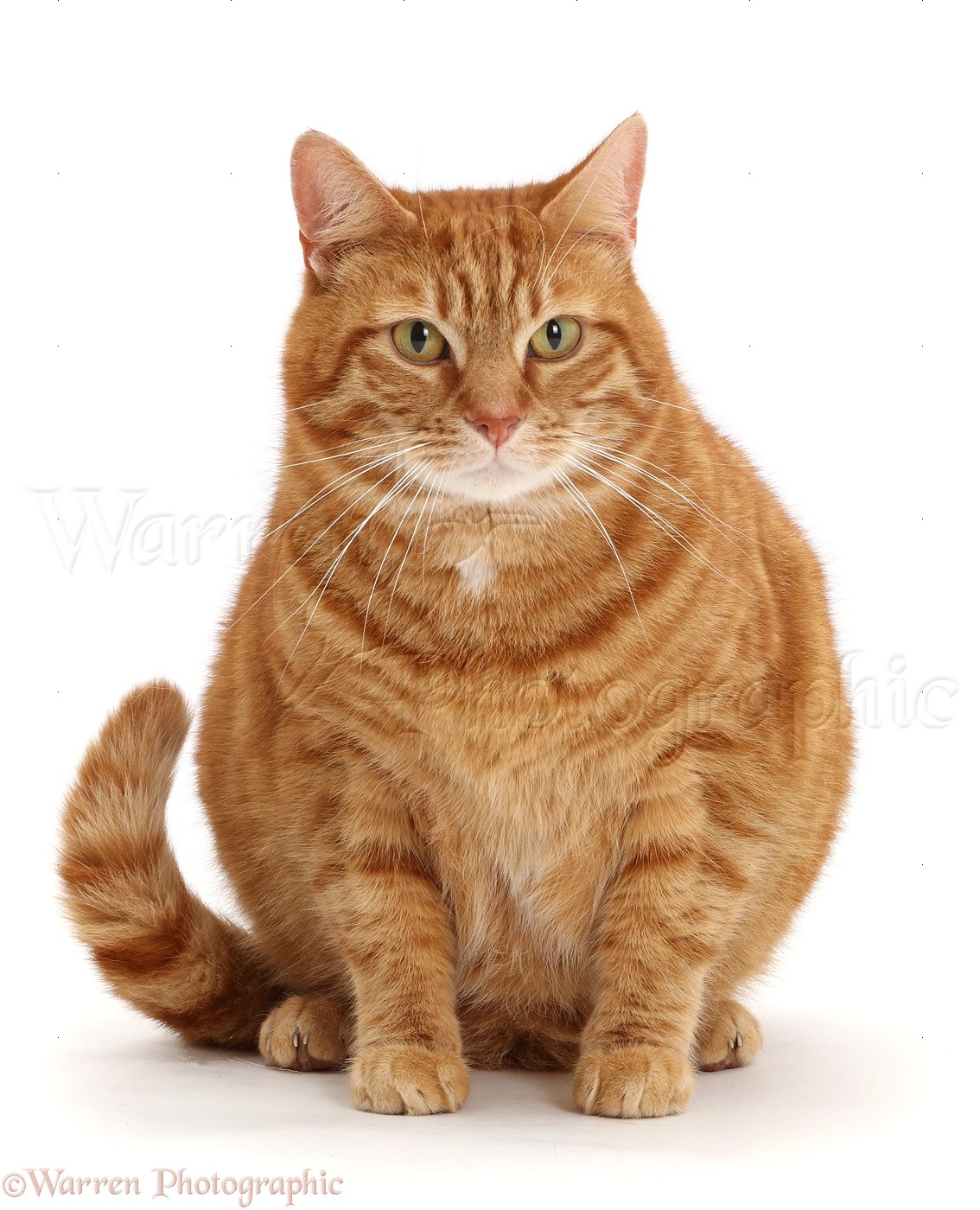 Fat Ginger cat photo WP44430