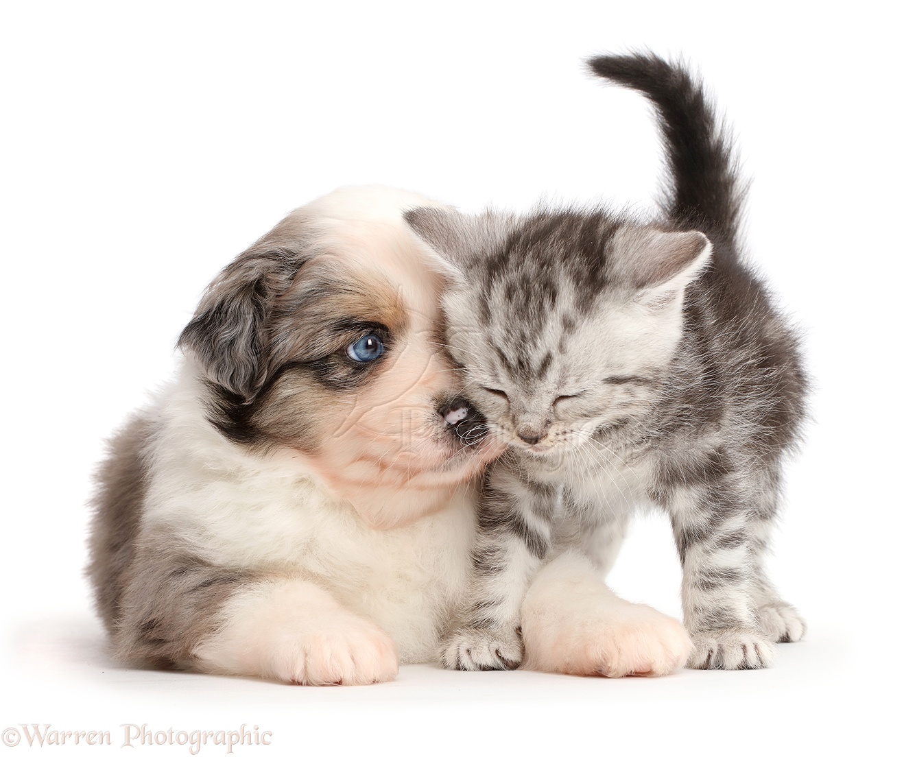 Pets: Miniature American Shepherd puppy snuggling with a kitten photo  WP44738