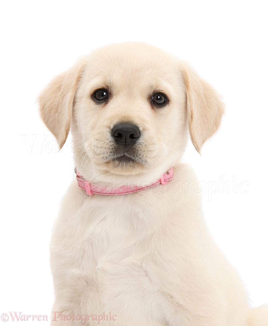 Dog: Yellow Labrador Retriever puppy, with pink collar on photo WP44770
