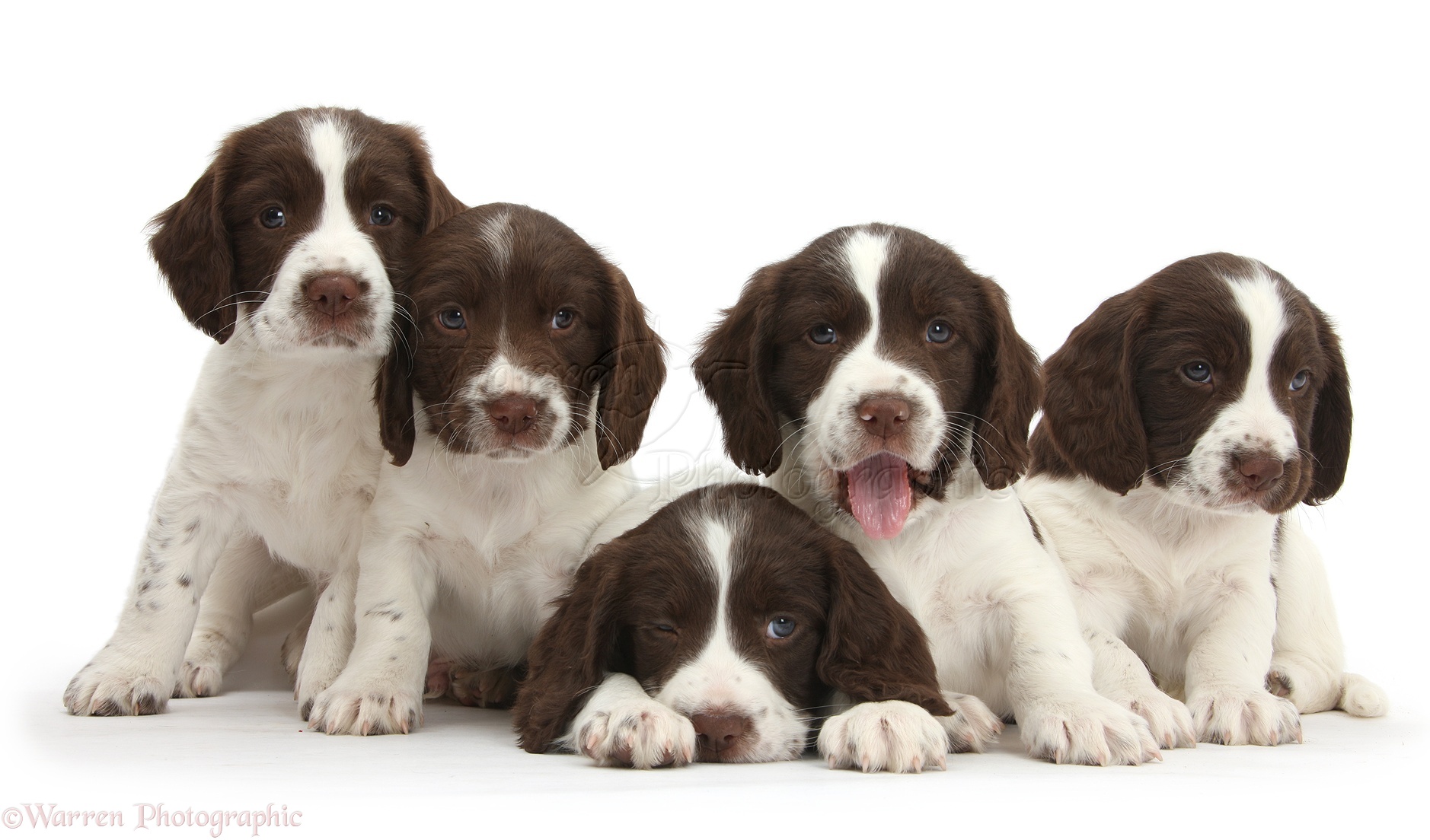 Dogs: Five Working English Springer Spaniel puppies photo WP45228