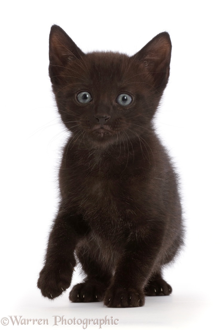 Black kitten photo WP45436