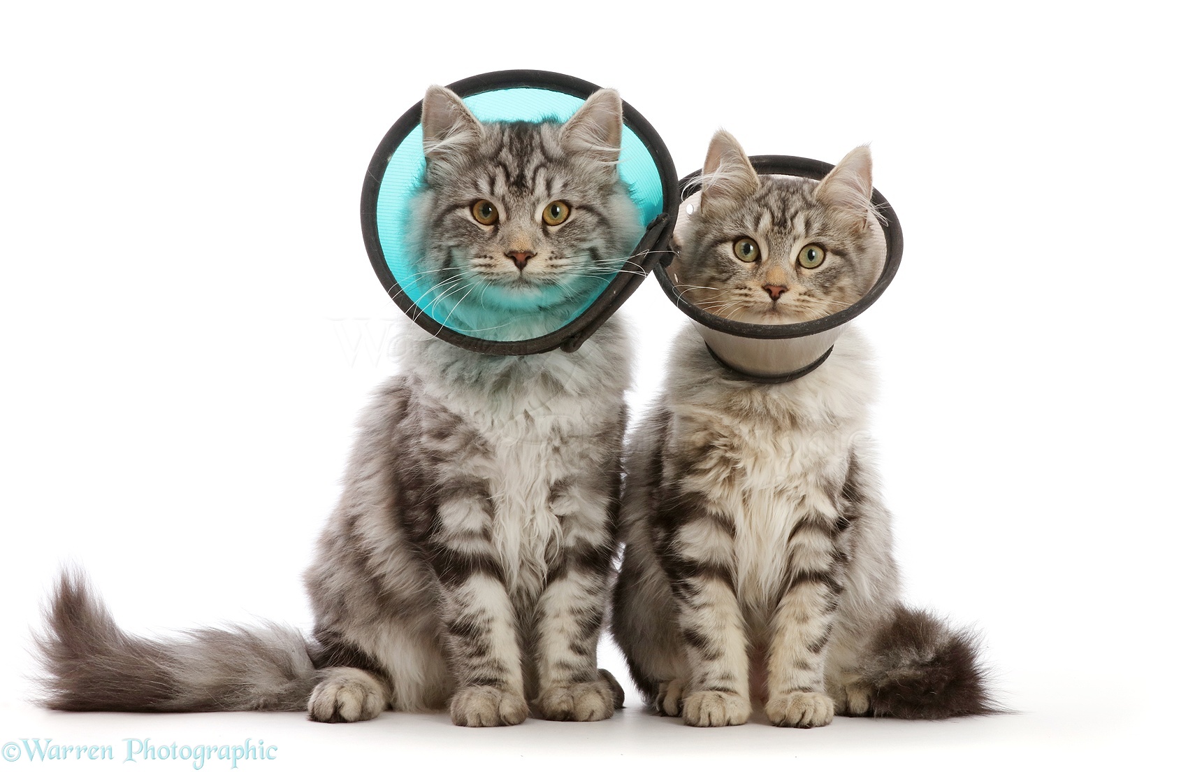 Silver tabby cats with Elizabethan wound healing cone collars photo WP45538