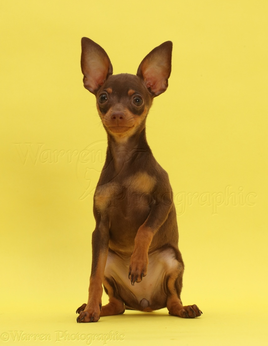 Dog: Brown-and-tan Miniature Pinscher puppy, sitting on yellow photo WP45835