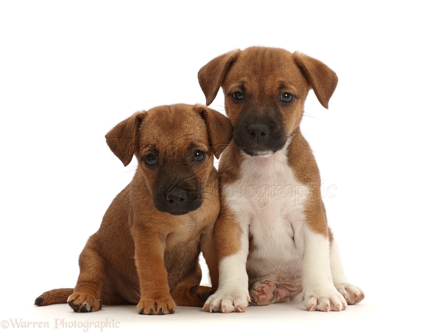 Dogs: Two Jack Russell x Border Terrier puppies photo WP46364