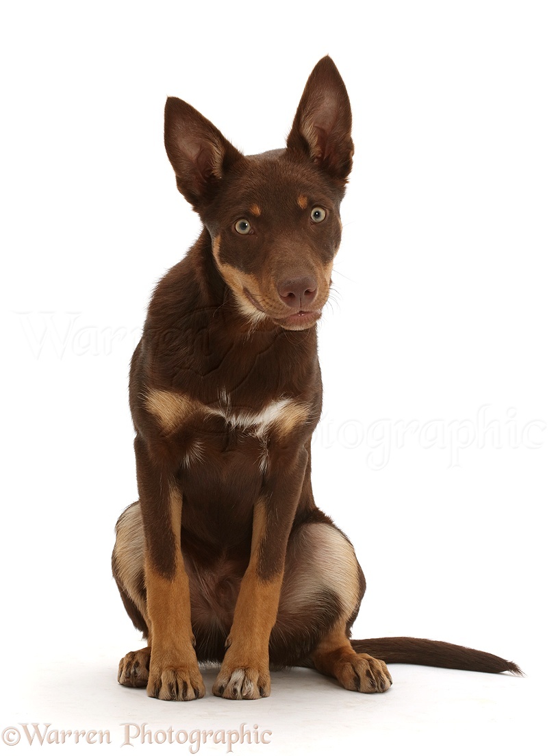 Dog: Brown-and-sable Australian Kelpie puppy, 4 months old photo WP46395