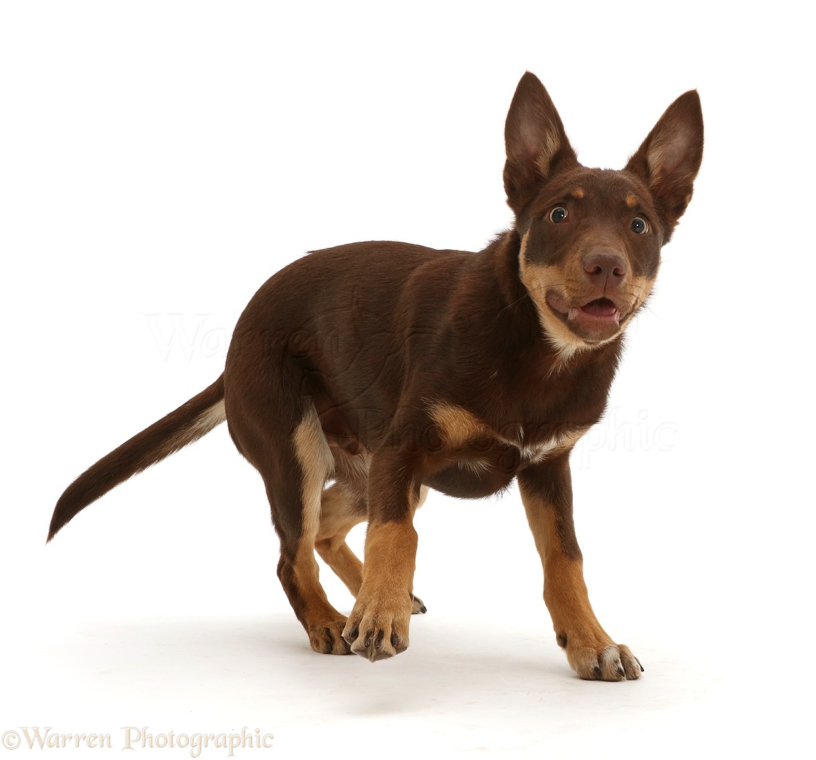 Dog: Brown-and-sable Australian Kelpie puppy, 4 months old photo WP46397