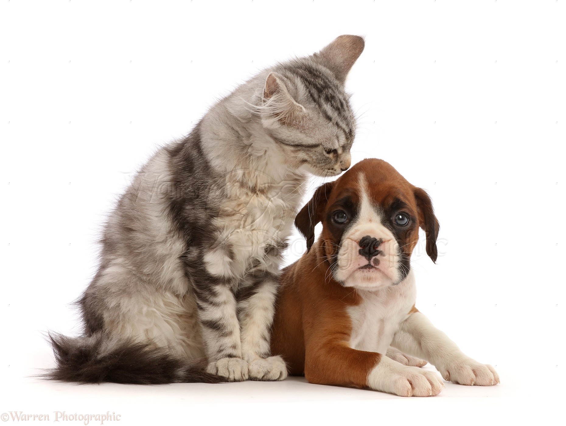 Pets: Silver tabby kitten and Boxer puppy photo WP47114