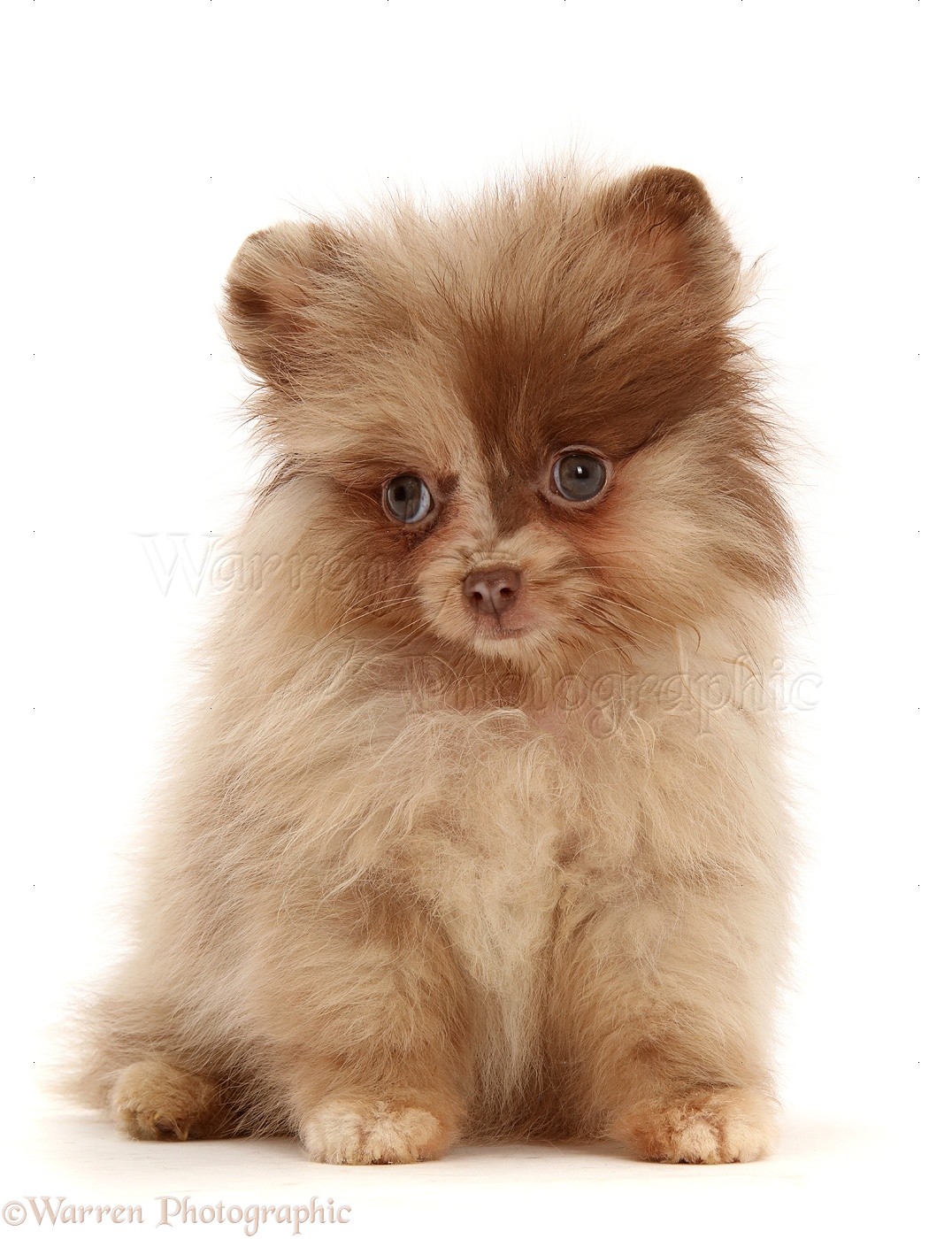 Dog: Chocolate-and-cream Pomeranian puppy photo WP47459