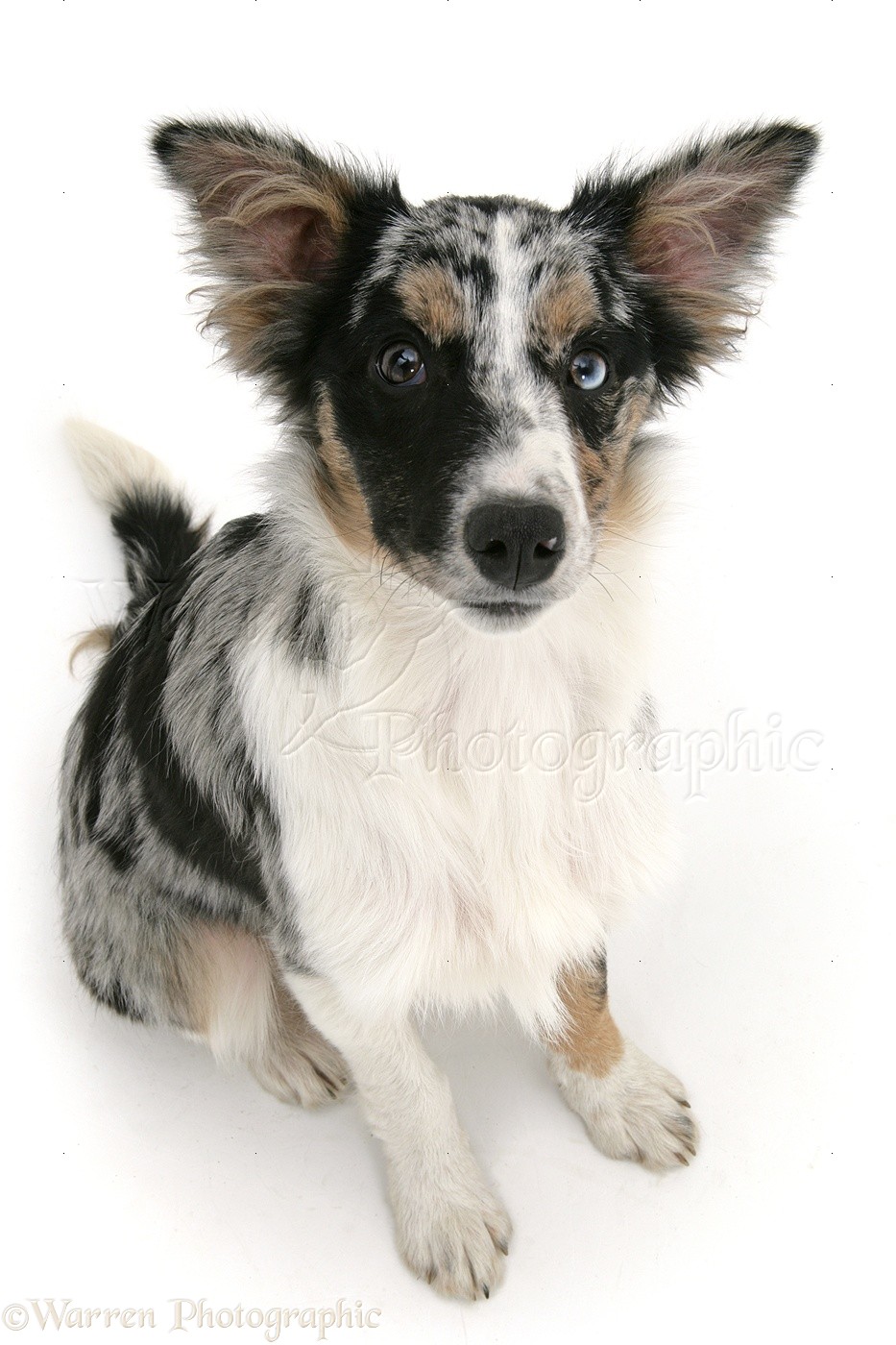 Dog: Merle Collie-cross pup sitting and looking up photo WP47660