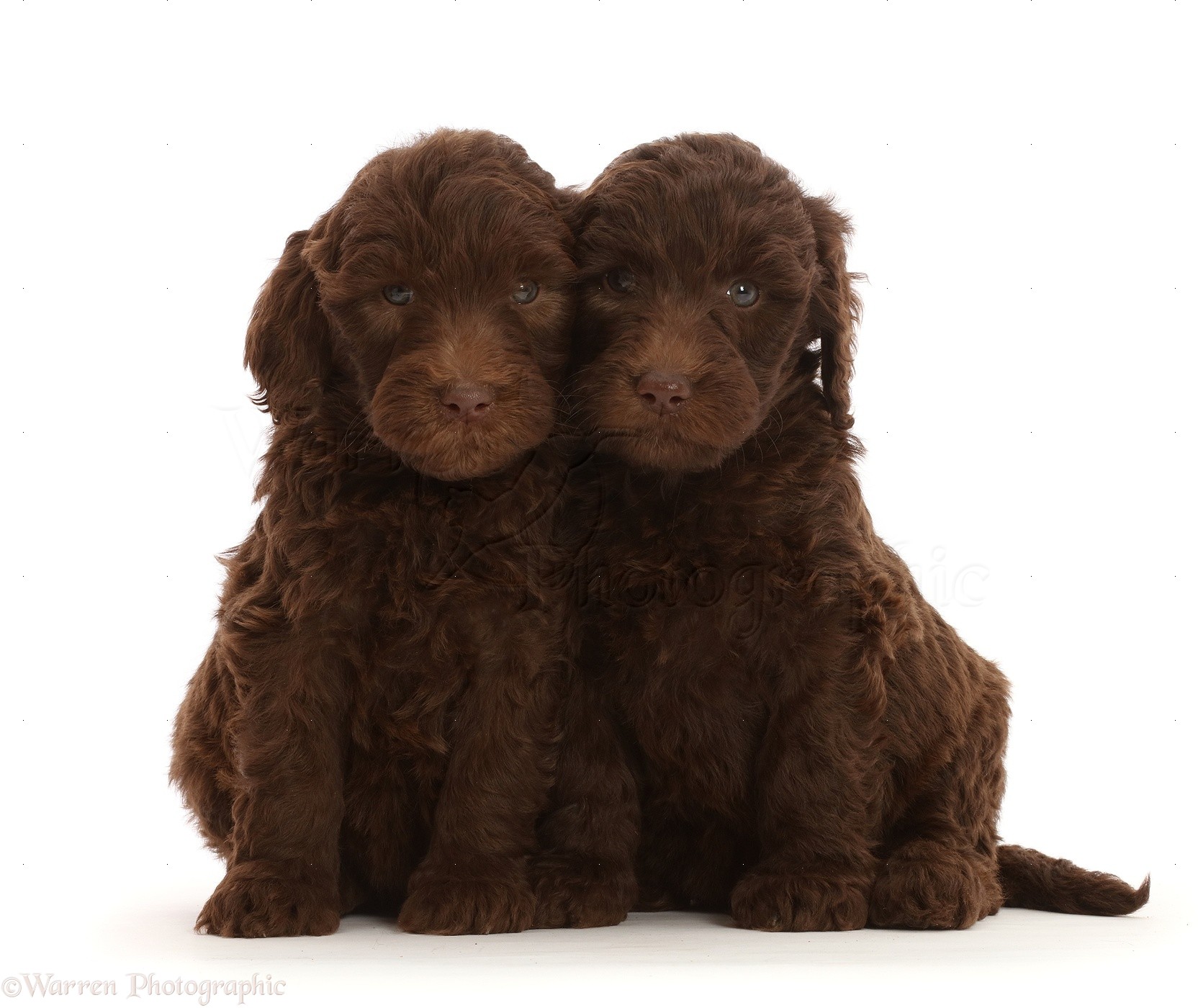 Dogs: Two Chocolate Labradoodle puppies photo WP47789