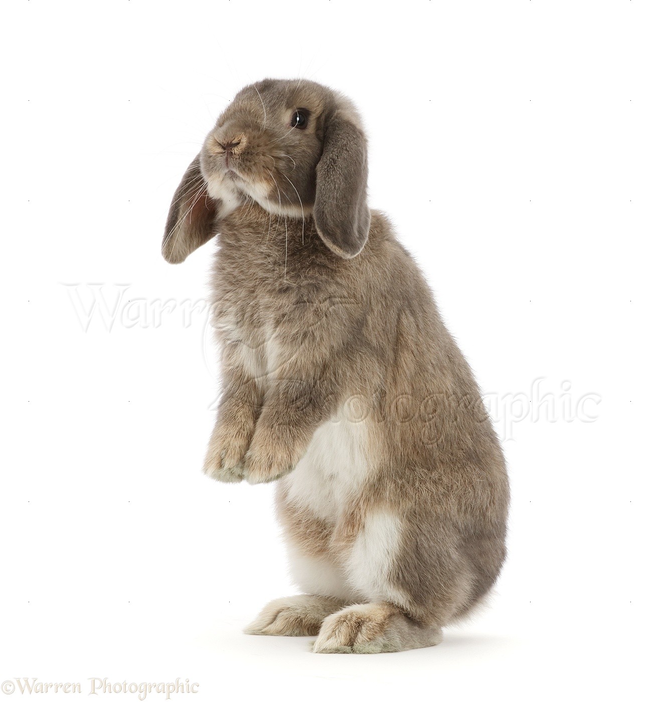 Grey Lop bunny standing up photo WP48223