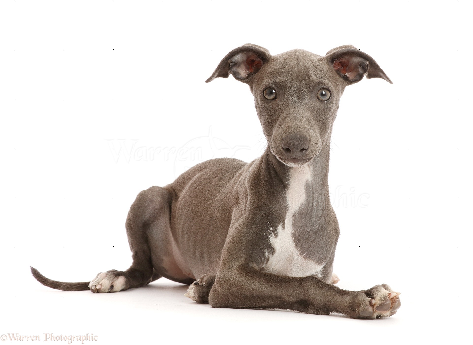 Dog: Blue Italian Greyhound puppy, 4 months old photo WP48319