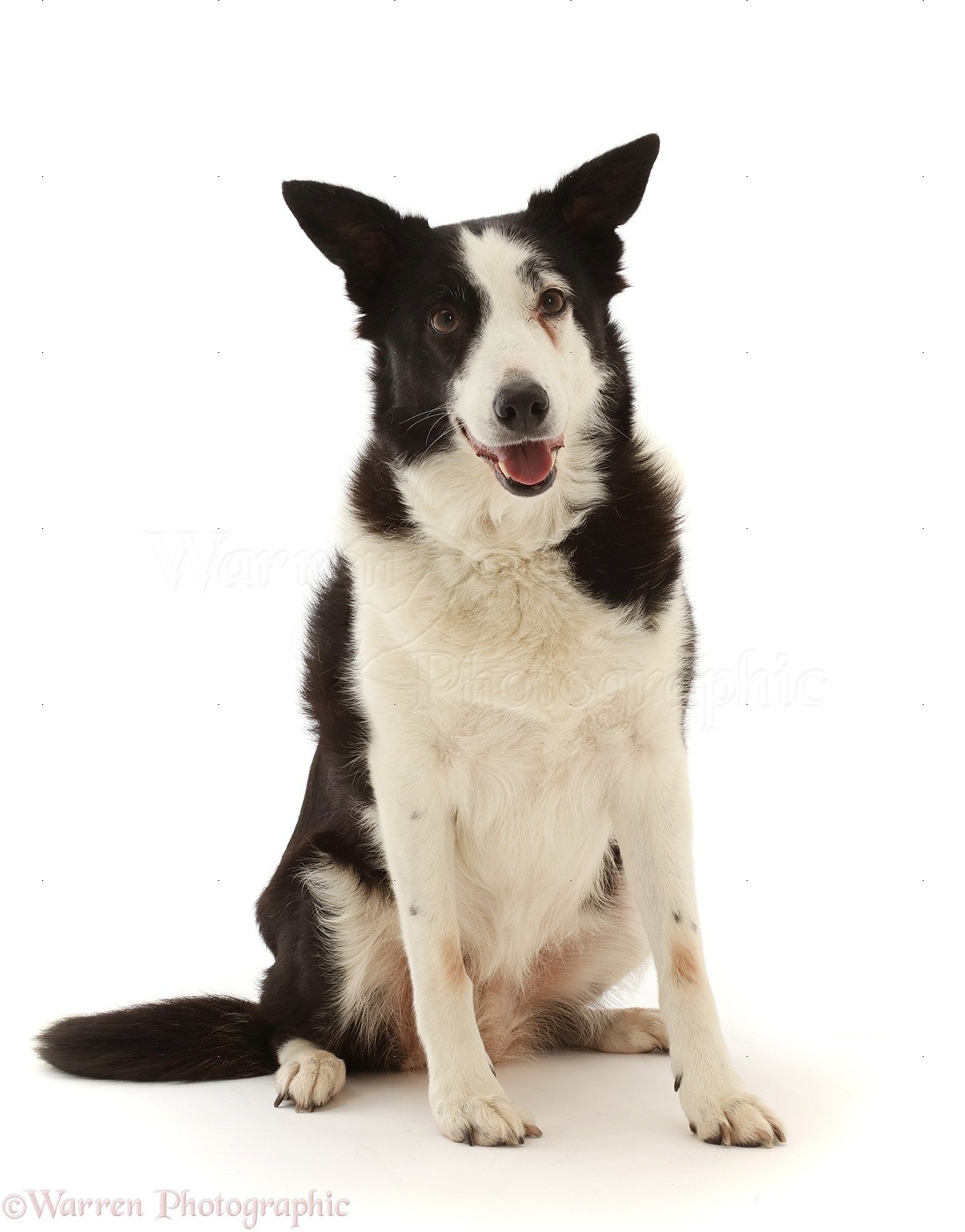 Dog: Black-and-white Border Collie x Lurcher, 10 years old photo WP48519