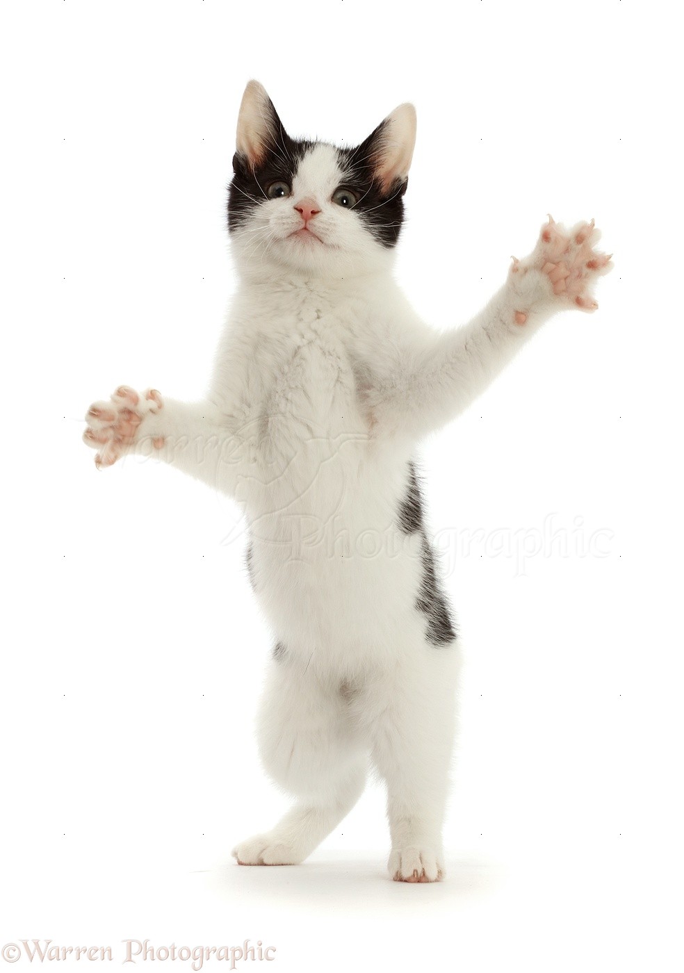 Black-and-white kitten standing up on hind legs and reaching photo WP48551