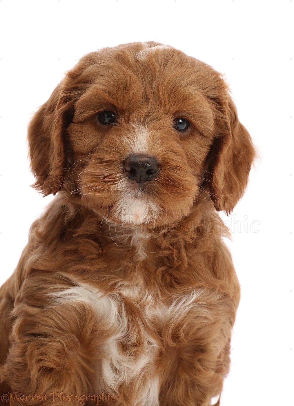 Dog: Red Cockapoo puppy, 6 weeks old photo WP48753