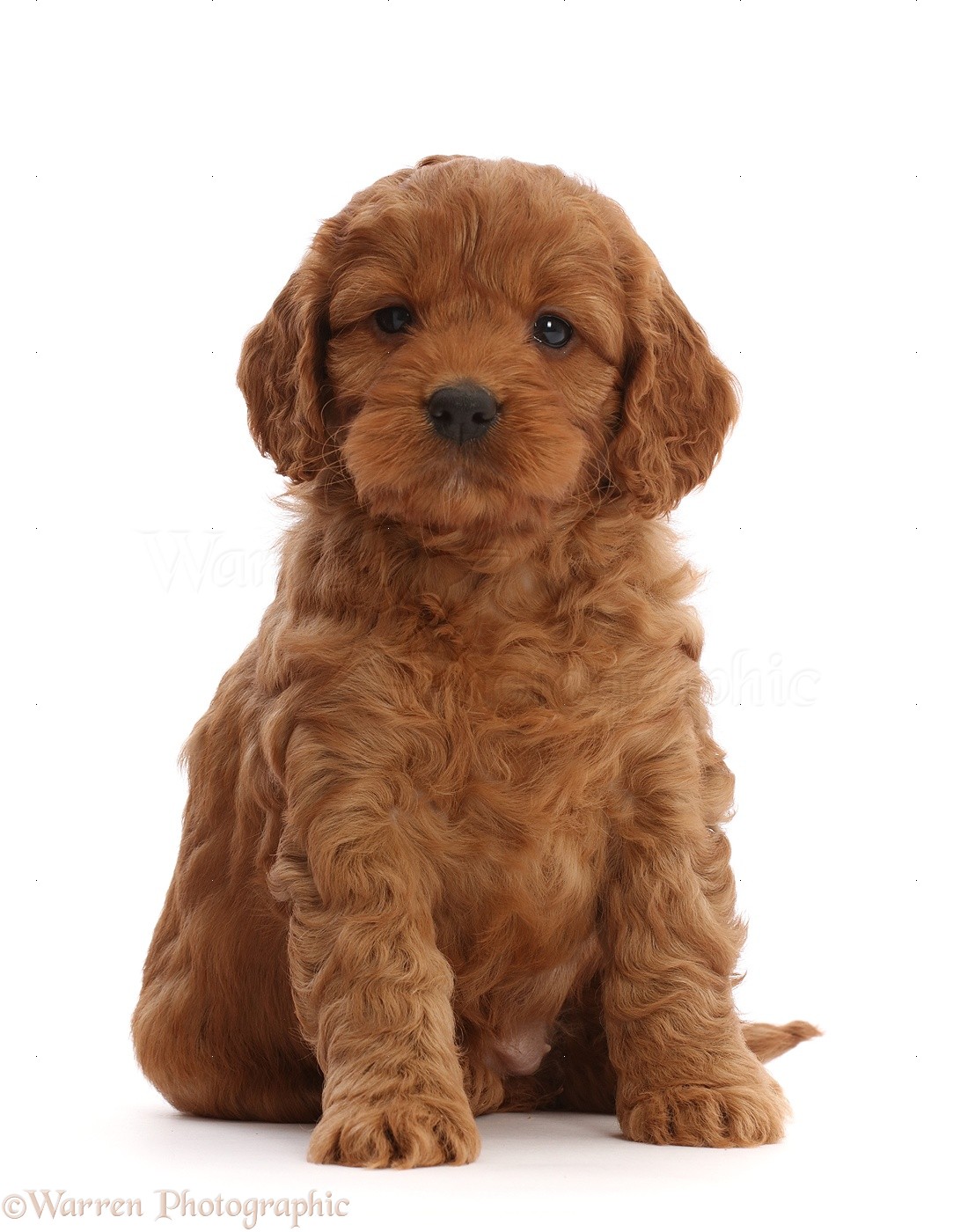 Dog: Red Cockapoo puppy, 6 weeks old photo WP48767