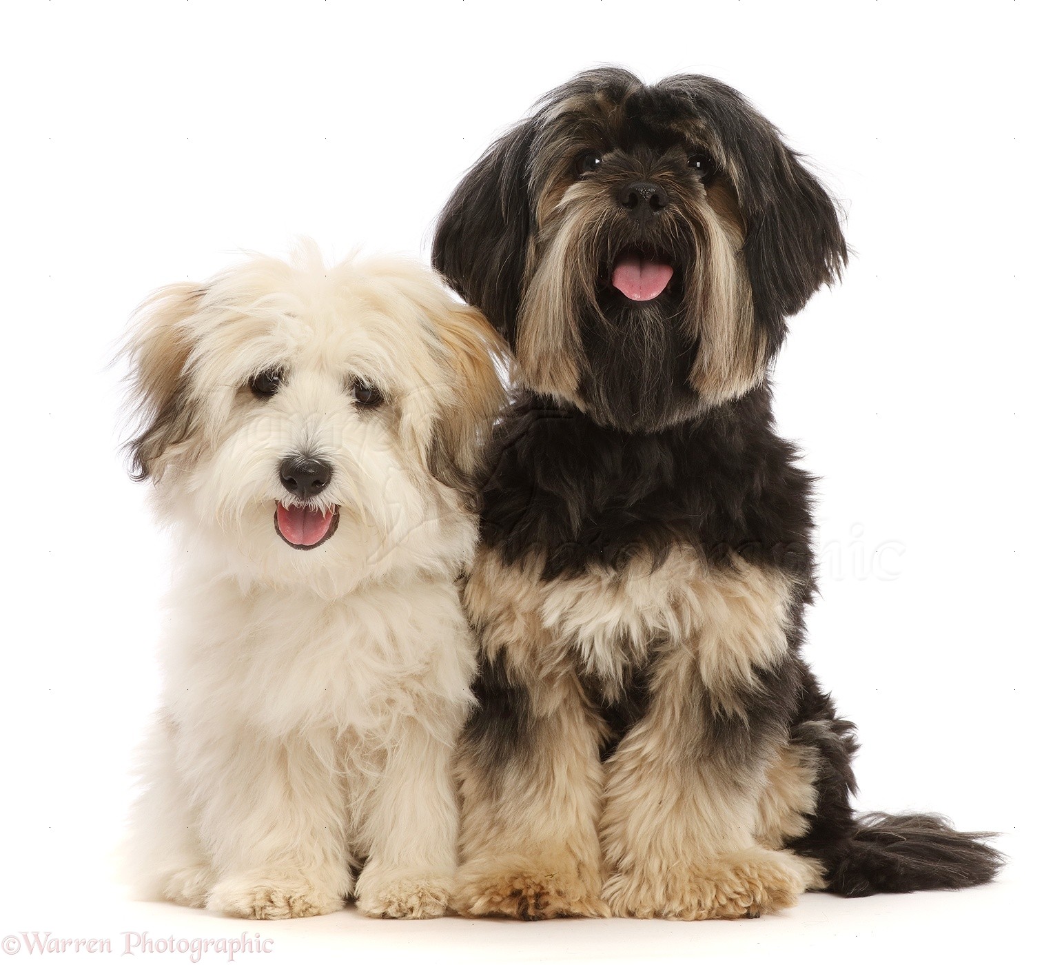 Dogs: Coton de Tulear puppy and Yorkshire Terrier x Shih-tzu photo WP49179