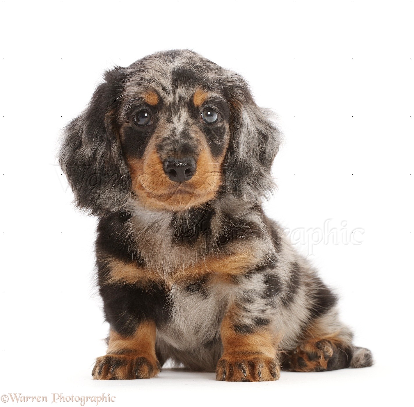 Dog: Long-haired Dapple Dachshund puppy, 7 weeks old photo WP49198