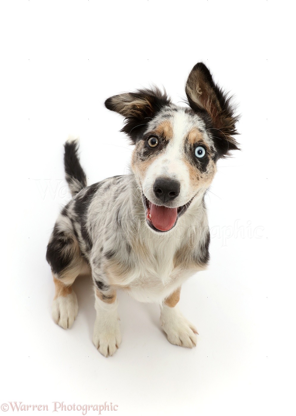 Dog: Border Collie-cross pup with lop sided ears photo WP49537