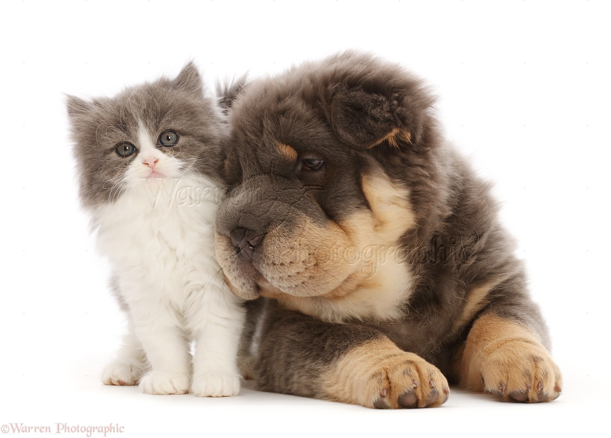 Pets: Blue-and-tan Bear coat Shar Pei puppy with Blue bicolour kitten photo  WP49920