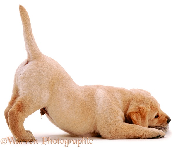 Playful Labrador puppy, white background