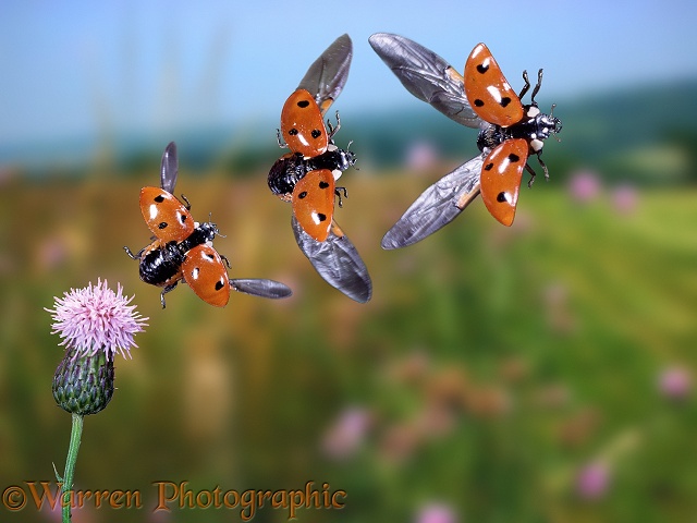 Seven-spot Ladybird (Coccinella 7-punctata) taking off from Creeping Thistle, three images