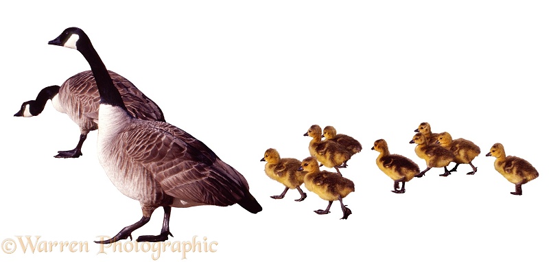 Canada Geese (Branta canadensis) and goslings, white background