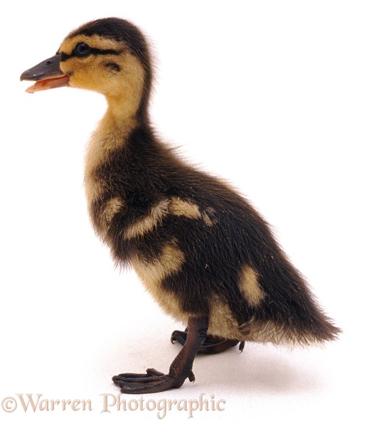 Mallard (Anas platyrhynchos) duckling, white background