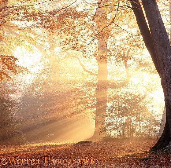 Mist and sunbeams in the New Forest photo WP05736