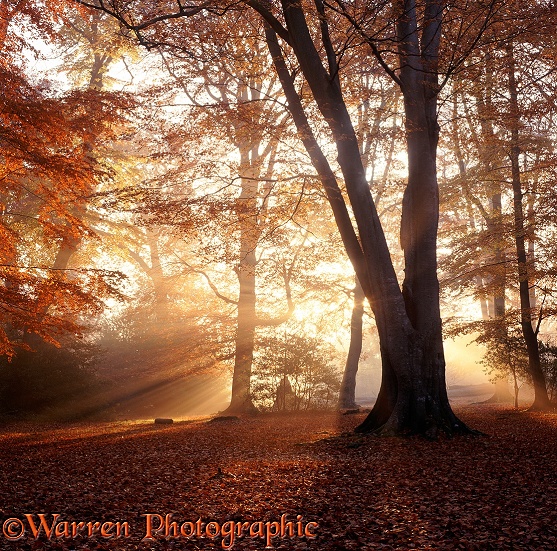 Mist and sunbeams in the New Forest photo WP05746