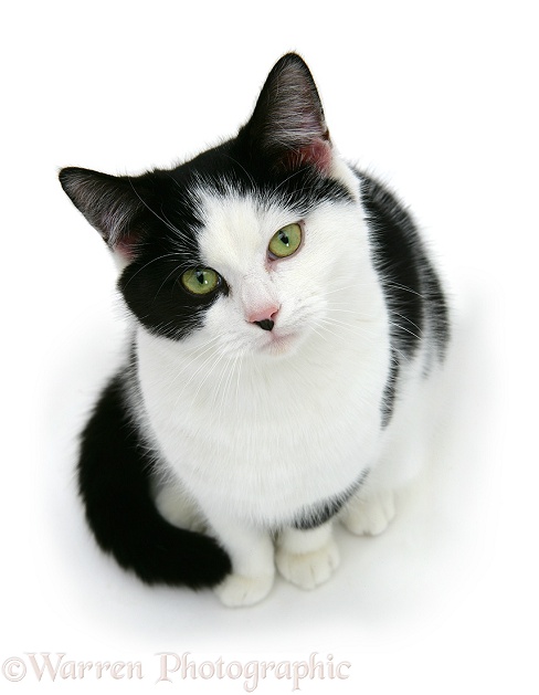 Black-and-white cat, white background