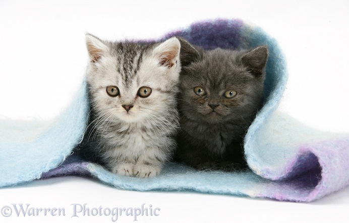 Two kittens under a scarf, white background