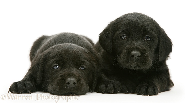 Two Black Labrador puppies, white background