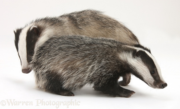 Two playful young Badgers (Meles meles), white background