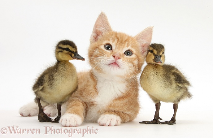 Ginger kitten, Tom, 8 weeks old, and Mallard ducklings, white background